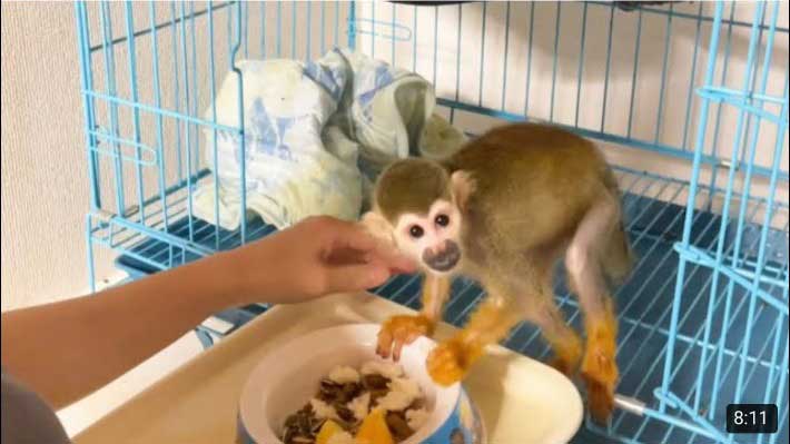 YouTubeチャンネル『あにまるず Animals』の猿の写真