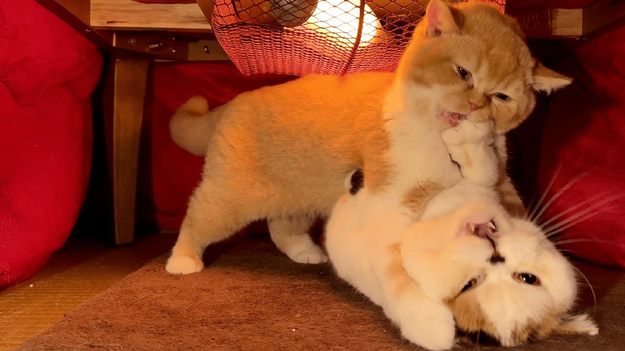 YouTubeチャンネル『猫は液体』の猫たちの写真