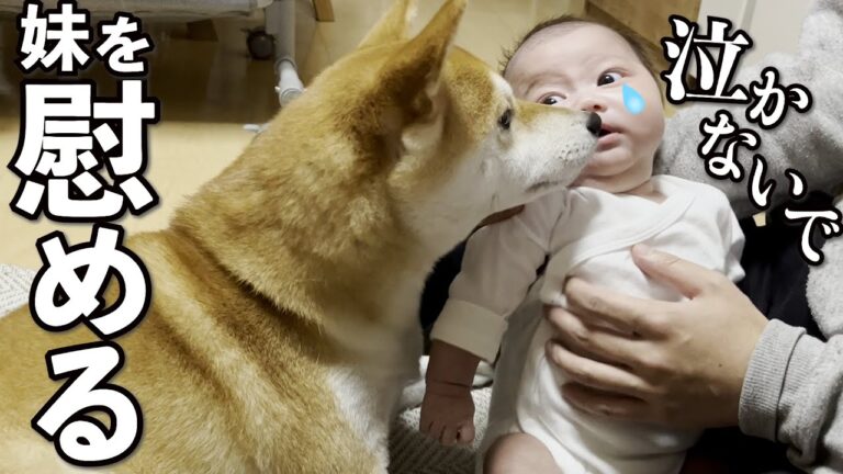 柴犬と赤ちゃんの写真