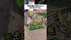 アイキャッチ YouTubeチャンネル『ティム 芝生好き雑草ハンター』の写真