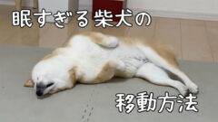 YouTubeチャンネル『Shiba Inu Fuu柴犬ふぅ』の写真