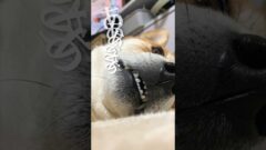 YouTubeチャンネル『柴犬こむぎとボクの三浦半島』の動画サムネイル