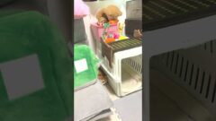 YouTubeチャンネル『豆柴おもしろ3兄妹』の動画サムネイル