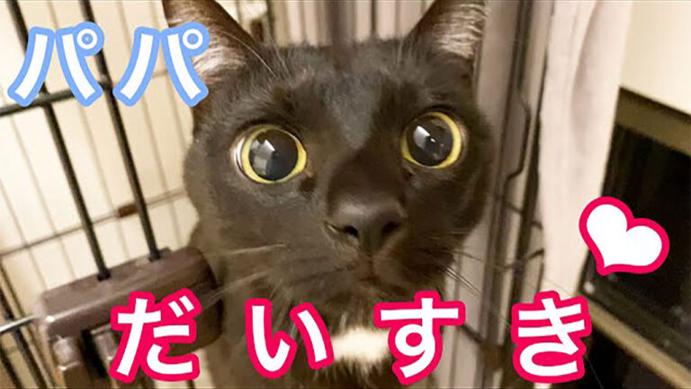 YouTubeチャンネル『はーちゃんねる【保護猫と暮らす家】』の写真