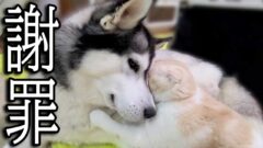 YouTubeチャンネル『犬と猫の親バカ日記　ハスキー&トイプー&スコティッシュ』の動画サムネイル