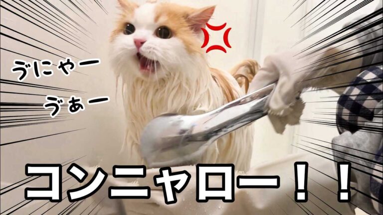 YouTubeチャンネル『猫のレモンと犬のポテチちゃんねる』の動画サムネイル