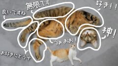 YouTubeチャンネル『《あつし》Channel@猫たちと一緒』の写真
