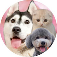 YouTubeチャンネル『犬と猫の親バカ日記　ハスキー&トイプー&スコティッシュ』の写真
