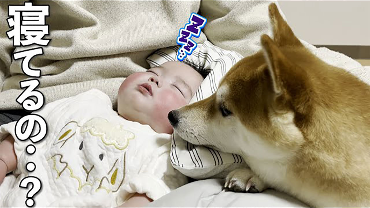 YouTubeチャンネル『柴犬きなこと道産子夫婦』の写真