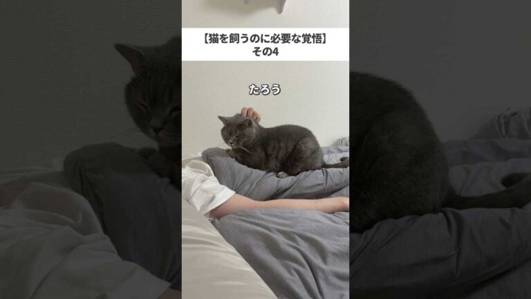 YouTubeチャンネル『ねこある-猫との暮らしあるある』の猫の写真