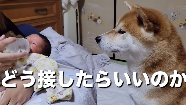 YouTubeチャンネル『シヴァ犬こむぎっす-KOMUGI』の写真