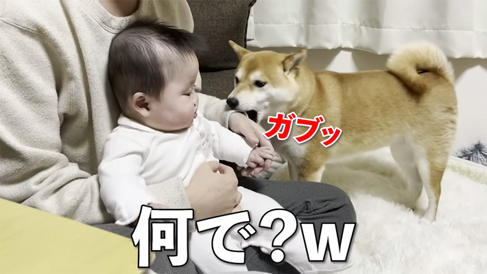 YouTubeチャンネル『 柴犬きなこと道産子夫婦』の動画キャプチャー