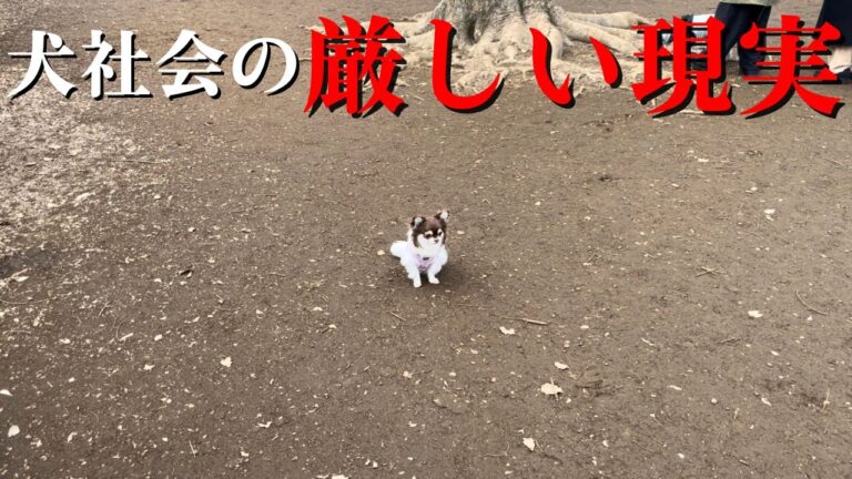 YouTubeチャンネル『猫と犬と夫婦』の写真