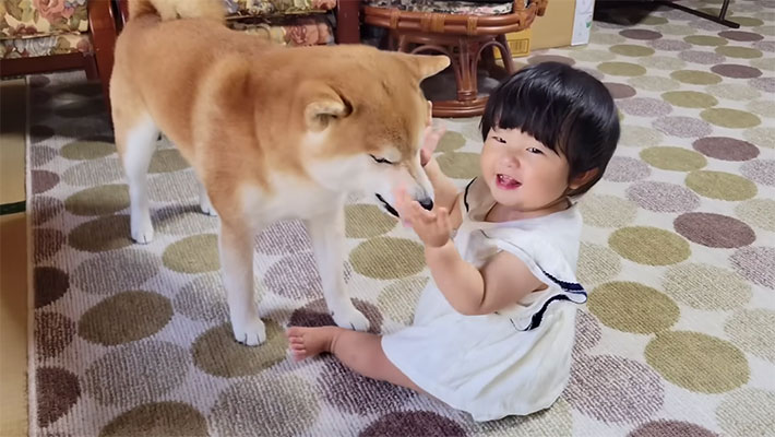 YouTubeチャンネル『シヴァ犬こむぎっす-KOMUGI』の写真