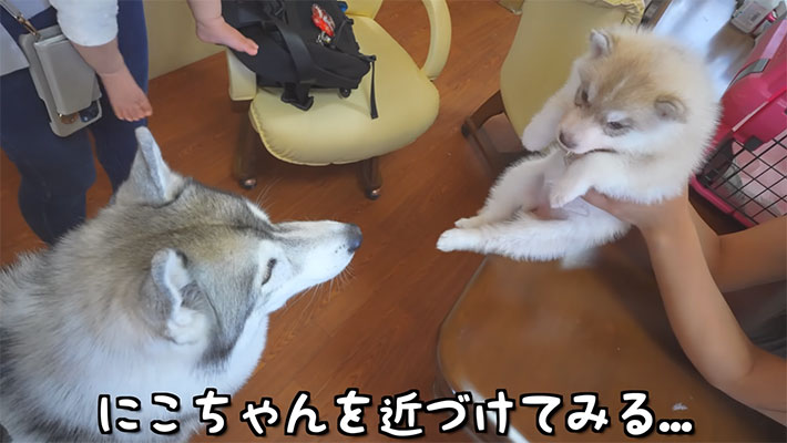 YouTubeチャンネル『もんちゃんっていうよ。』の写真