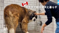 YouTubeチャンネル『カナダで超大型犬と暮らす Northern Field』の写真