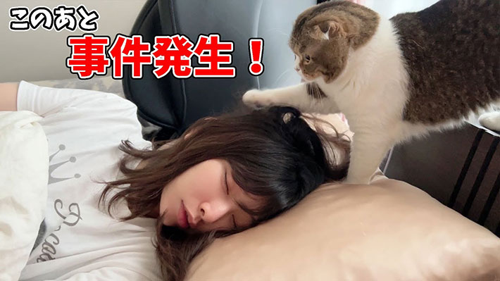 YouTubeチャンネル『スコスコぽこ太郎&うま次郎〜猫ちゃんねる〜』の写真