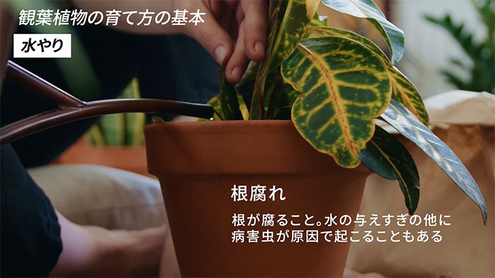 YouTubeチャンネル『YASHI ROOM -観葉植物とインテリア-』の写真