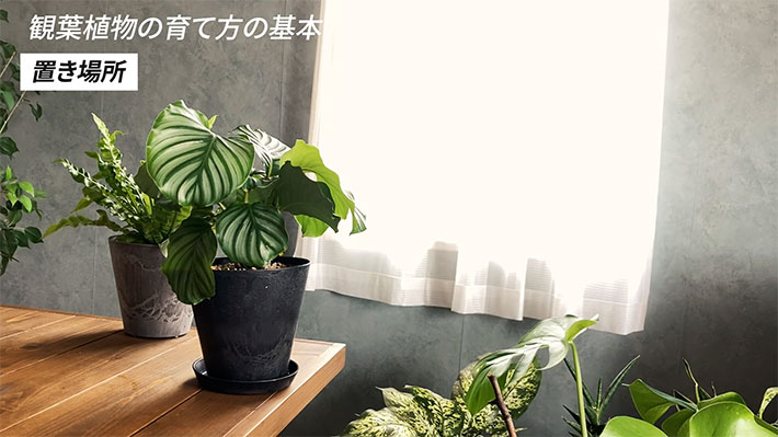 YouTubeチャンネル『YASHI ROOM -観葉植物とインテリア-』の写真