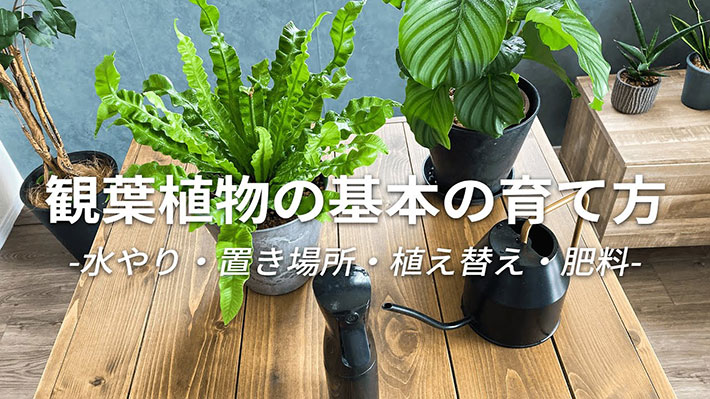 YouTubeチャンネル『YASHI ROOM -観葉植物とインテリア-』の写真