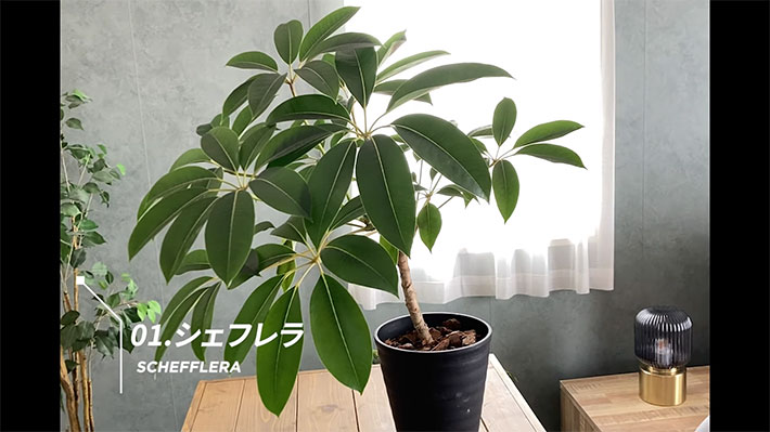 YouTubeチャンネル『YASHI ROOM -観葉植物とインテリア-』の写真