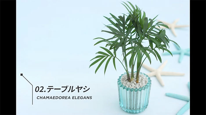 YouTubeチャンネル『YASHI ROOM -観葉植物とインテリア-』の写真