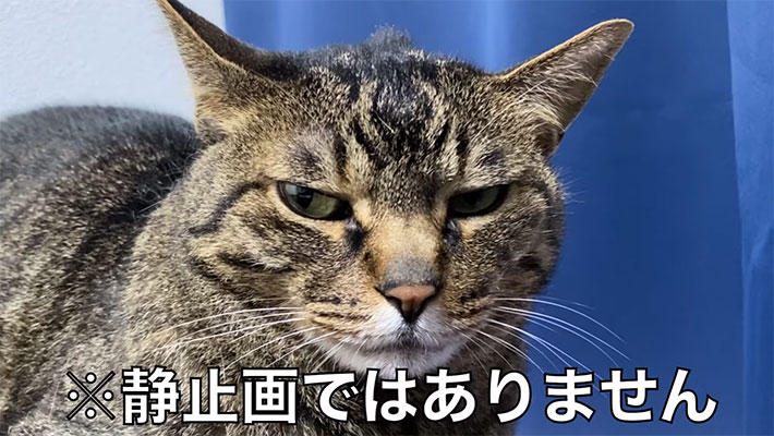 YouTubeチャンネル『てん動画』の写真