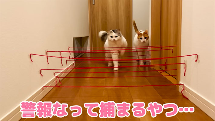 YouTubeチャンネル『ニャンチューバーつくし 【関西弁でしゃべる猫】』の写真