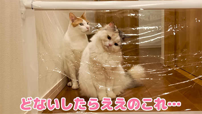 YouTubeチャンネル『ニャンチューバーつくし 【関西弁でしゃべる猫】』の写真