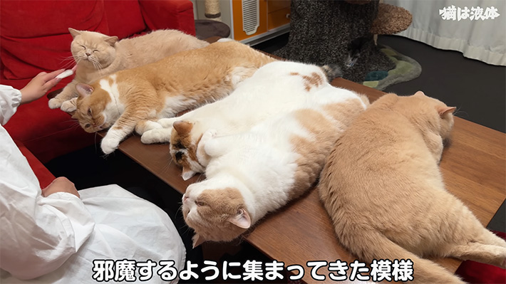 YouTubeチャンネル『猫は液体』の写真