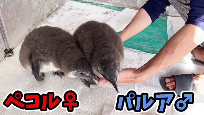 YouTubeチャンネル『あにまるず Animals』の写真