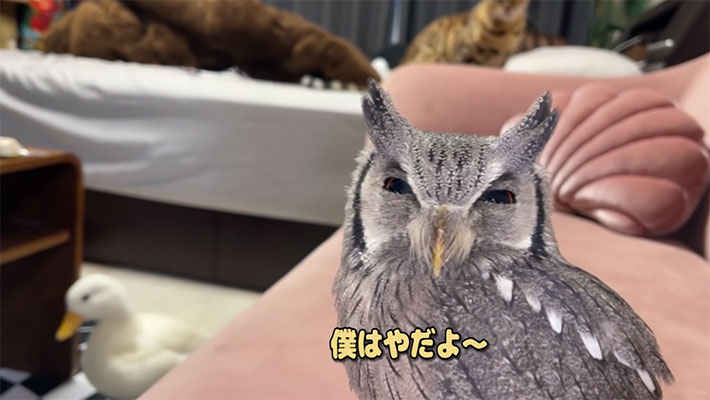 YouTubeチャンネル『あにまるず Animals』の写真