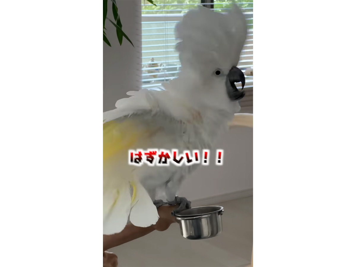 YouTubeチャンネル『タイハクオウムのゆきまる』の写真