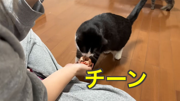 YouTubeチャンネル『うこまチャンネル』の動画キャプチャー